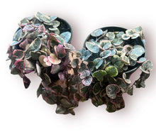 Load image into Gallery viewer, Variegated String of Hearts 3.5"