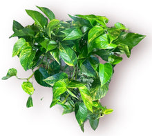 Load image into Gallery viewer, Golden Pothos 8”