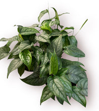 Load image into Gallery viewer, Monstera Siltepecana 4"