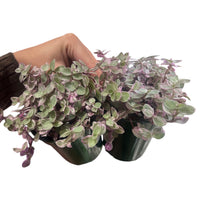 Load image into Gallery viewer, Callisia Pink Panther 3.5"