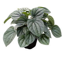 Load image into Gallery viewer, Peperomia Frost 4"