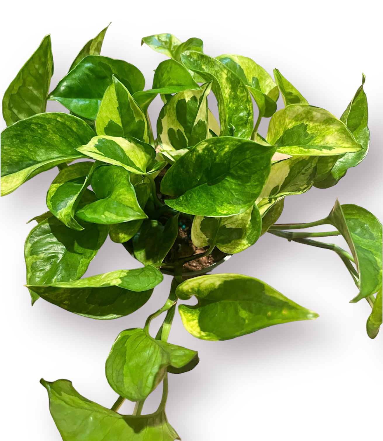 lizard plant pot Pothos Lizard Queen 4" – Living with Green