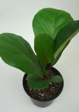 Load image into Gallery viewer, Fiddle Leaf Fig