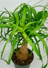 Load image into Gallery viewer, Ponytail Palm 6"