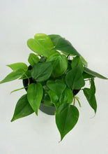 Load image into Gallery viewer, Heartleaf Philodendron 6"