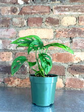 Load image into Gallery viewer, Monstera Adansonii 4”