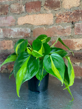 Load image into Gallery viewer, Philodendron Brasil 4"