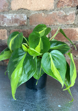 Load image into Gallery viewer, Philodendron Brasil 4&quot;

