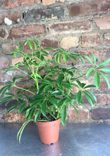Load image into Gallery viewer, Schefflera 4"