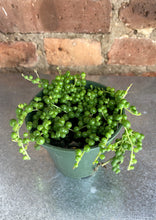 Load image into Gallery viewer, String of Pearls 3"