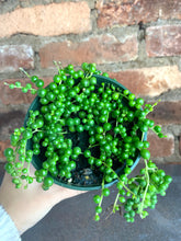 Load image into Gallery viewer, String of Pearls 3"