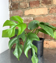 Load image into Gallery viewer, Rhaphidophora Tetrasperma 4"