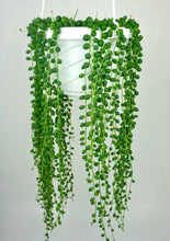 Load image into Gallery viewer, String of Pearls