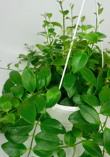 Load image into Gallery viewer, Lipstick Plant 8"