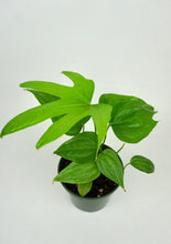 Load image into Gallery viewer, Anthurium Fingers
