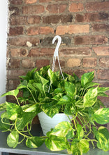Load image into Gallery viewer, Golden Pothos 8”