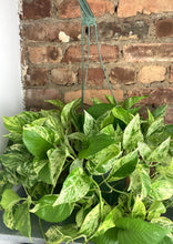 Load image into Gallery viewer, Marble Queen Pothos 8"