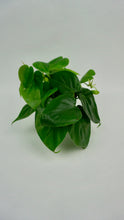 Load image into Gallery viewer, Heartleaf Philodendron 4"
