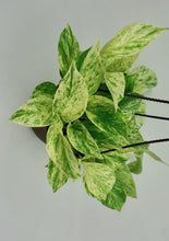 Load image into Gallery viewer, Marble Queen Pothos 6"