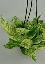 Load image into Gallery viewer, Marble Queen Pothos 6"