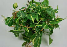 Load image into Gallery viewer, Philodendron Brasil 8"