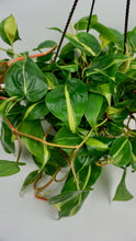 Load image into Gallery viewer, Philodendron Brasil 8"
