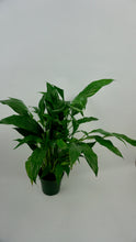 Load image into Gallery viewer, Peace Lily 4&quot;
