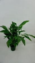 Load image into Gallery viewer, Peace Lily 4"
