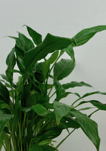 Load image into Gallery viewer, Peace Lily 4"
