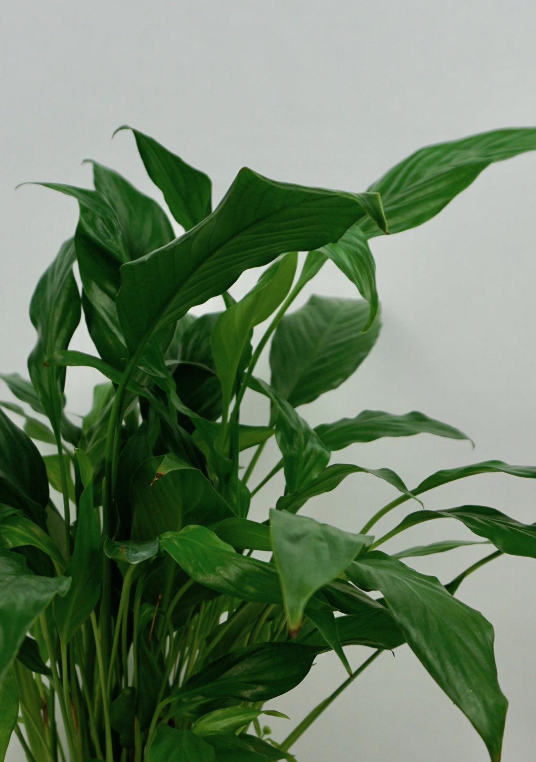 Peace Lily 4