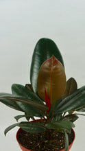 Load image into Gallery viewer, Burgundy Rubber Plant 6"