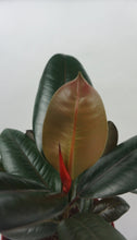 Load image into Gallery viewer, Burgundy Rubber Plant 6"