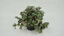 Load image into Gallery viewer, Tradescantia Zebrina
