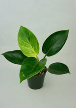 Load image into Gallery viewer, Philodendron Birkin 4"