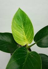 Load image into Gallery viewer, Philodendron Birkin 4"
