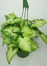 Load image into Gallery viewer, Syngonium Arrowhead 6"
