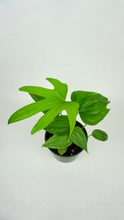 Load image into Gallery viewer, Anthurium Fingers