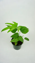 Load image into Gallery viewer, Anthurium Fingers