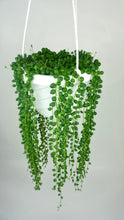 Load image into Gallery viewer, String of Pearls