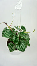 Load image into Gallery viewer, Watermelon Peperomia 6"