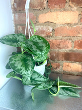 Load image into Gallery viewer, Scindapsus Exotica 4.5"