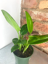 Load image into Gallery viewer, Monstera Standleyana Albo