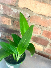 Load image into Gallery viewer, Monstera Standleyana Albo