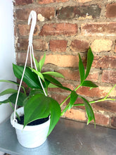 Load image into Gallery viewer, Rhaphidophora Decursiva 6"