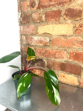 Load image into Gallery viewer, B Grade Pink Princess 4"