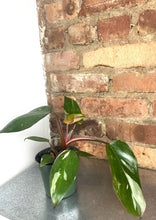 Load image into Gallery viewer, B Grade Pink Princess 4"