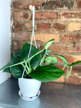 Load image into Gallery viewer, Jade Scindapsus