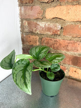 Load image into Gallery viewer, Scindapsus Exotica 4"