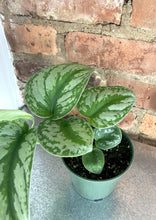Load image into Gallery viewer, Scindapsus Exotica 4"