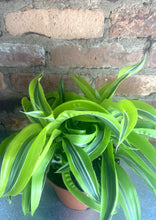 Load image into Gallery viewer, Dracaena Lemon Lime 6”